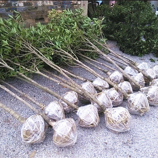 ԭ���𻨘���1234���ֽ�𵤹��ļ�ͥԺ�̨���Ե��ԾGֲ���ܴ��