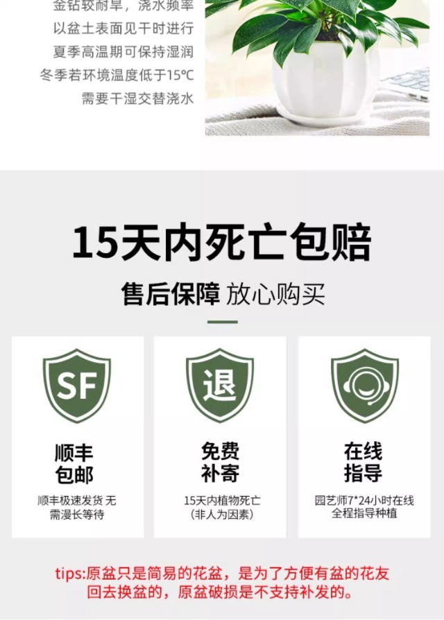 详情图