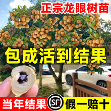 ���ۘ��m�޽�����ˮ�����烦�����Aʯ���Ϸ��ļ��Nֲ���Ԯ���Y��