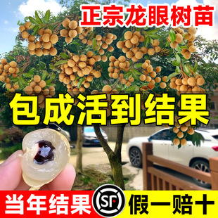 ���ۘ��m�޽�����ˮ�����烦�����Aʯ���Ϸ��ļ��Nֲ���Ԯ���Y��