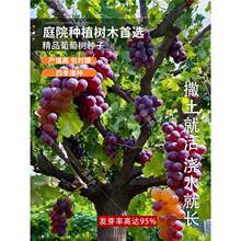 ���ѷN�� �߲� ���Թ����̨ˮ���Y�����ѷN�� ���ӷN�� ���ܷN��