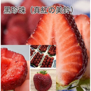 草莓四季草莓苗真红美玲草莓苗新品种草莓秧脱毒草莓苗当年结果苗