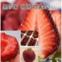 四季真红脱毒草莓草莓苗