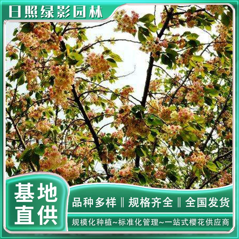 6 см Тюльпан вишня рыночная цена тюльпан Вишневый саженец рыночная цена Зеленый теневой сад