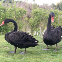 重慶市出售產蛋黑天鵝 成年黑天鵝 旅游區展覽黑天鵝 萌寵出租