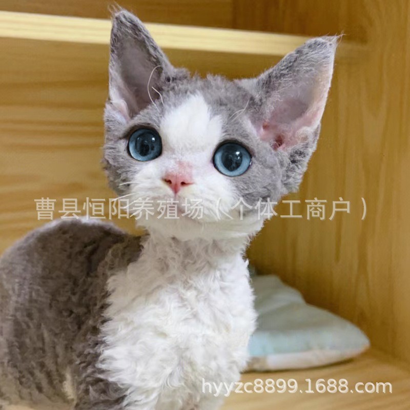 O1CN01XxuMNs25prQ7Q9P8s_!!2207