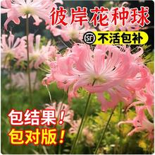 彼岸花种球曼珠沙华花种曼陀罗种子红花石蒜花盆栽室内外四季花卉