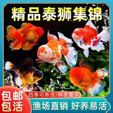 泰狮金鱼活鱼兰寿百褶泰狮观赏鱼好养耐活淡水冷水苗招财金鱼鱼苗