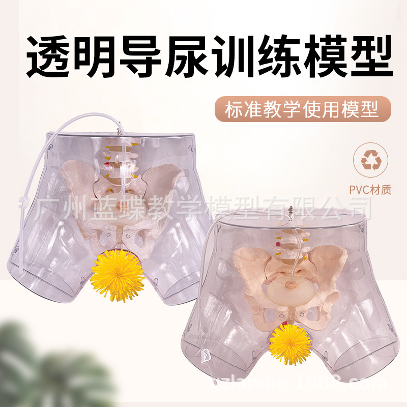 Senior male and female transparent catheterization model enema medical catheterization operation model lower body care human body Senior male and female transparent catheterization model enema medical catheterization operation model lower body care human body