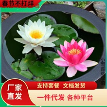 һ�����l˯ɏˮ��ֲ���ļ�ˮ�B�ɻ�ˮɏ�����Ի���ˮ������˯ɏ��