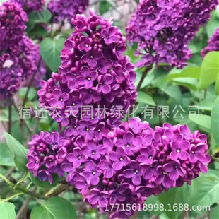 Lilac Saplings, Fragrant Florals, Lilac Potted Florals, Flowering in the Same Year, Courtyard Ground Planting, Southern and Northern Cold-Resistant Plants