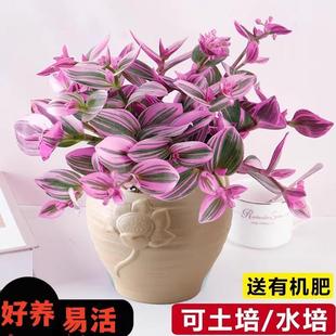 Oil Painting Wedding Hanging Orchid Potted Balcony Indoor Office Desk Hydroponic Plants Easy to Maintain Green Plants and Flowers to Purify the Air
