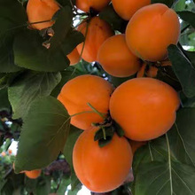 杏树果苗嫁接苗果树盆栽活苗当年结果庭院种植南方北方甜杏子树苗