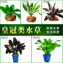 �Ͼ��ʹ�ˮ��ֲ���~�׼t��ɫ��Ե�ˮ����쾰�к����ʹ�����