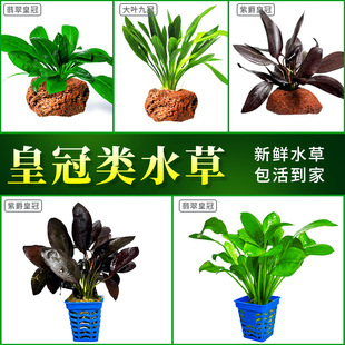 Purple Crown Aquatic Plant Fish Tank Red Purple Negative Freshwater Real Grass Landscaping Medium Background Jade Crown Novice