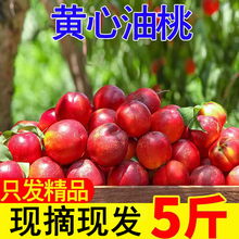 现摘黄心油桃5斤黄肉桃子新鲜水果整箱包邮应季超甜10孕妇蜜脆桃