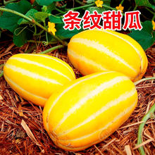 黄金蜜甜瓜种子水果黄瓤香瓜种籽春夏超甜早熟四季春季冬农家