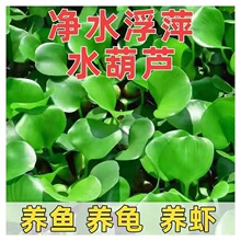 �P��ɏˮ�ݸ�Ƽ�~�מ����r�����~��������ˮ��ֲ��N��ˮ���J�B�~