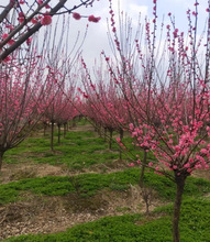 һ�����lԭ��÷������޽��D÷��÷�t÷��ɰ÷����÷ͥԺ�҃�����