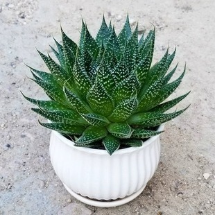 Succulent Plant, Aloe Vera, Indoor Living Room Balcony, Easy to Maintain, Hydroponic, Flowering Potted Cactus
