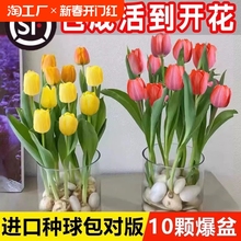 郁金香种球水培花卉土养植物室内观赏花四季好活盆栽苗鲜花种籽子