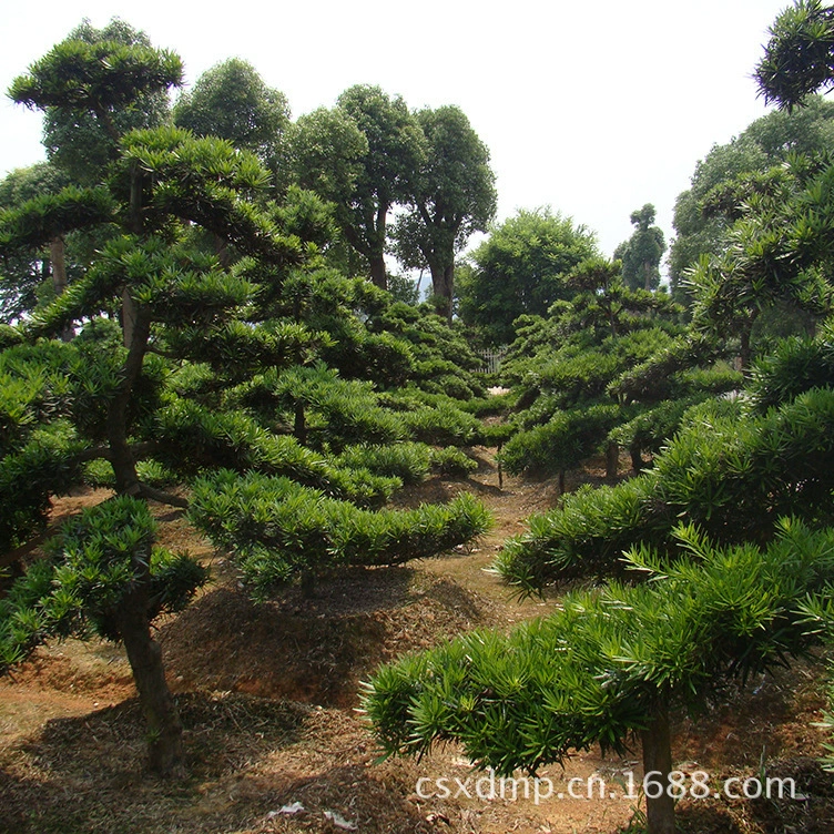 Оптовая продажа саженцев папоротника хунаньского, японского бонсай, низкая цена