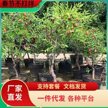 һ�����l��������ɻ�մ���������ش�����Լ޽ӹ������ϱ����Nֲ