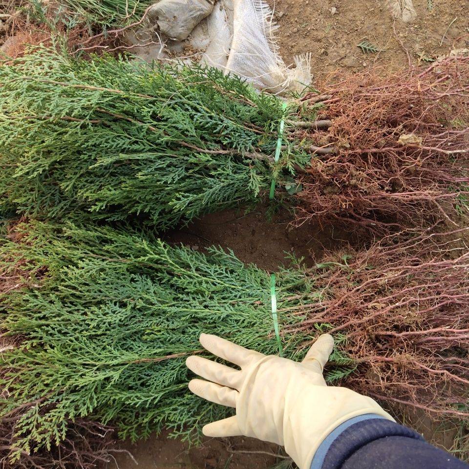 一件代发侧柏柏树圆柏扁柏土球发货易成活绿化苗木基地直供产地直