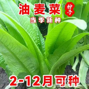 �����˷N�Ӵ����ļ����N����̨������@�߮a�t�~�������߲˷N��