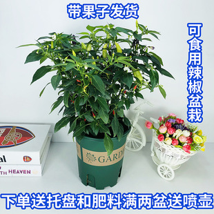 ��ʳ�������������ļ��������콷��ʽ�ָ�콷С�׽������ֲ̨��