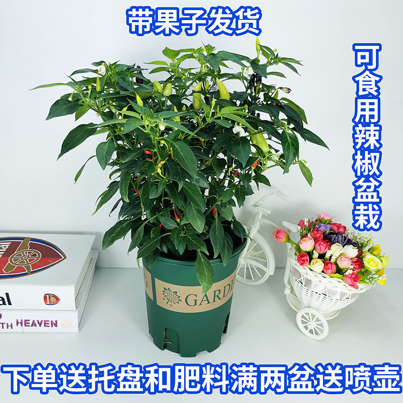 Edible pepper seedlings potted plants with fruits for four seasons, colorful peppers, padi peppers, millet peppers, outdoor balcony plants