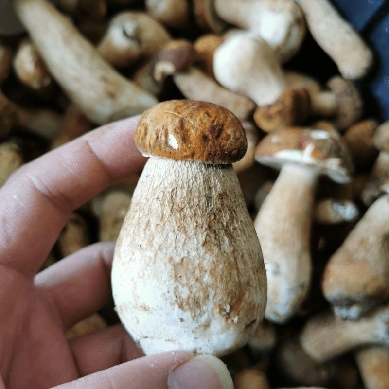 白牛肝菌黄牛肝菌干货云南特产野生菌黄赖头食用菌蘑菇净重