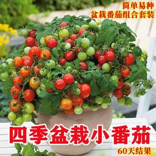 Dwarf Tomato Seeds, Cherry Tomato Seeds, Cherry Tomato Seedlings, Four-Season Balcony Potted Vegetable and Fruit Seeds