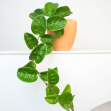 克林顿球兰多年生观叶球兰柜子垂吊植物盆栽好养绿植其他