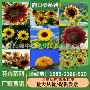 Ornamental Mini Sunflower Seeds All Year Round Toy Bear Sunflower Seeds Multi-Head Edible Sunflower Colorful Sunflower Seeds