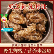 ��ș���s͑ �s�� �sƤ ֪��Ƥ ֪�˚� ������؛�s͑50-500��