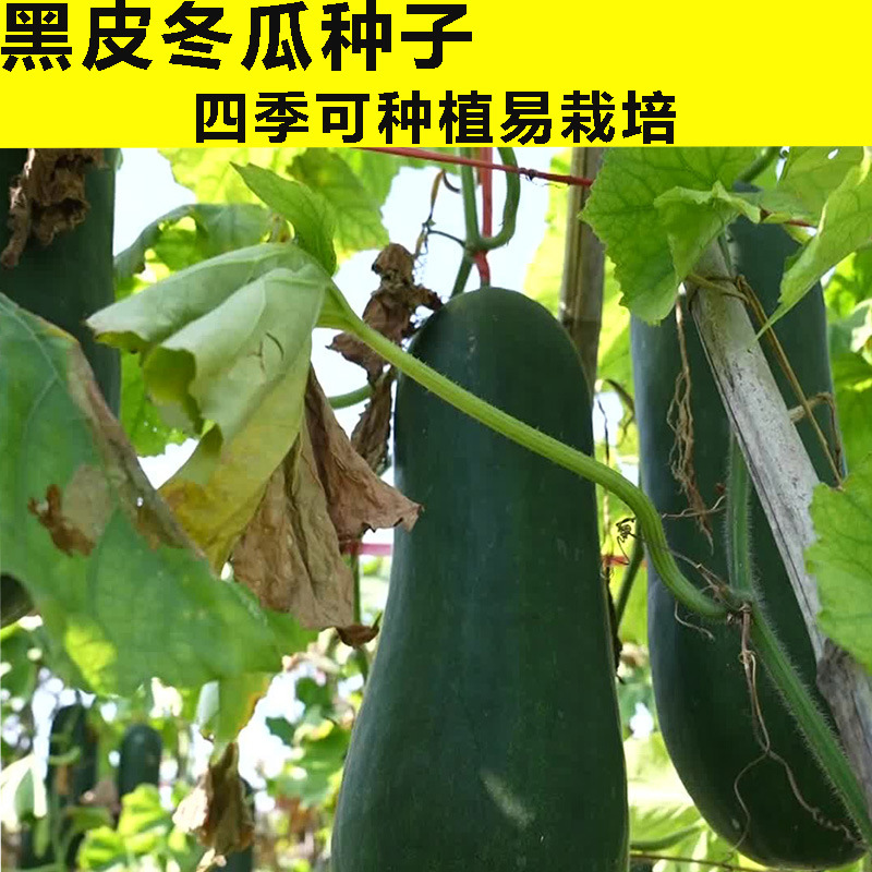 Extra Large Giant Black Skin Winter Melon Seeds Large Variety High Yield Large Winter Melon Four Seasons Spring Balcony Vegetable Seeds