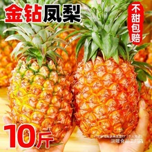 海南金钻凤梨新鲜水果斤当季粉色风梨香水菠萝特产大果无眼批发
