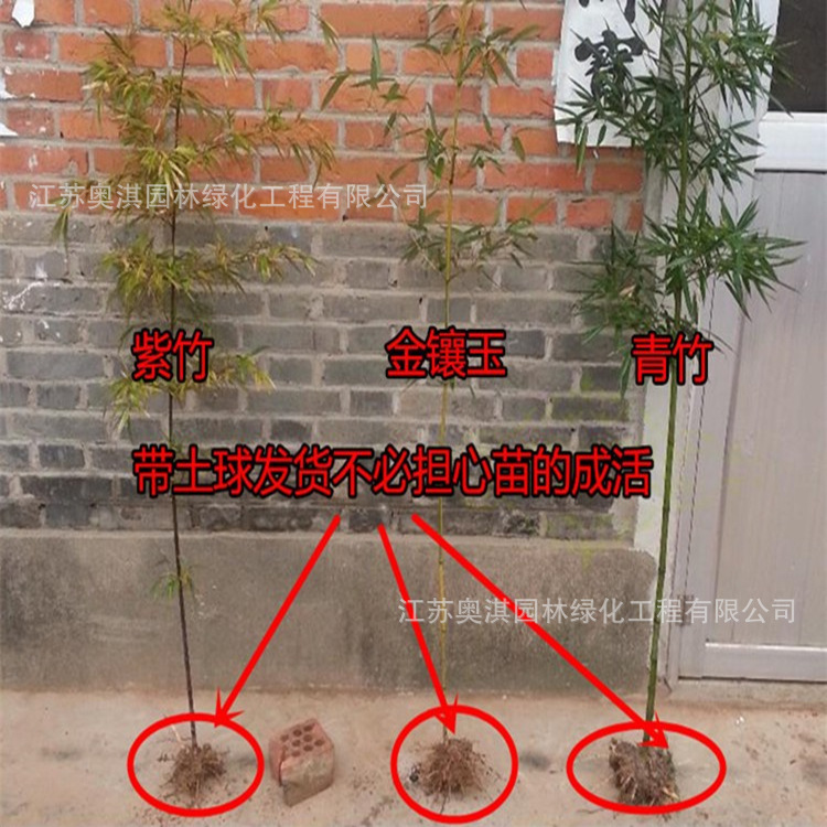 Supply bamboo-Bamboo Base-Bamboo Gang-Shichiku-Bamboo-Jasper Golden Bamboo Sasa-Nanzhu et al