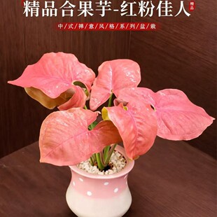 �Ϲ��������҃ȾW�tins�L�^�~�Gֲ���B��������ȩ�՚�����С����