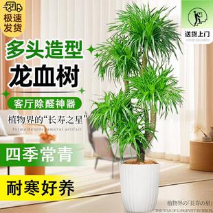 ��Ѫ��͏d�Gֲ��լ���Ͷ��^��횘������҃ȴ�̖�辰�����F��ֲ��