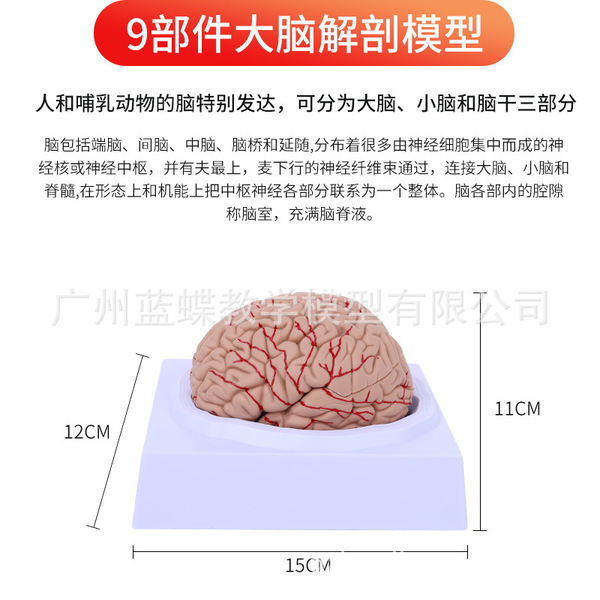 Brain model brain function regional color division model Human brain…