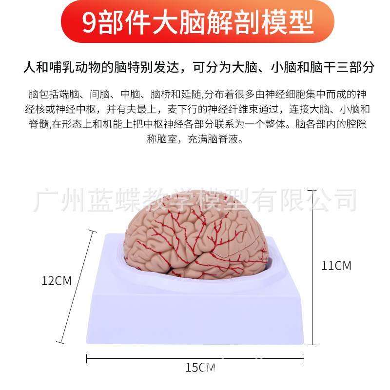 Natural Brain-32 Logo Styles