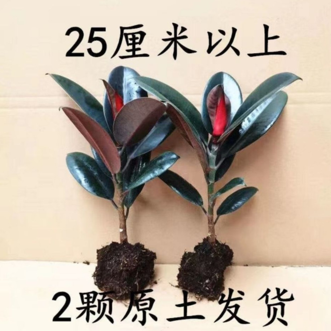 详情图