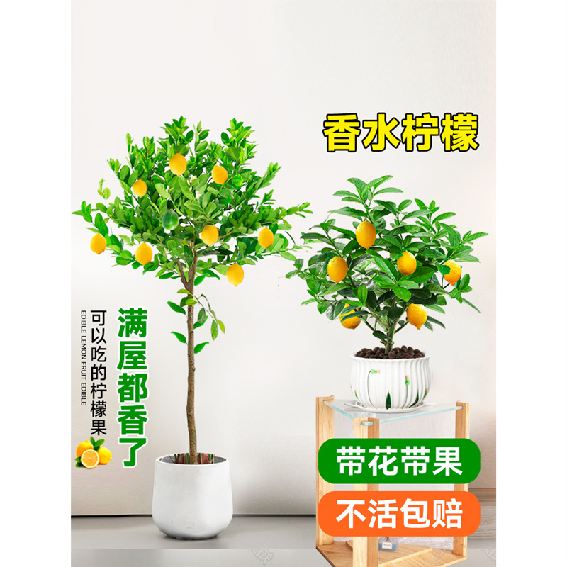 香水柠檬树苗盆栽带果客厅室内阳台四季绿植大型高杆棒棒糖可食用