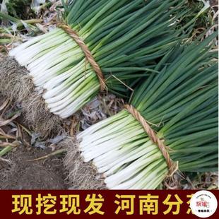 ���ϱ��ش��[���ļ����r���[���С���[1����]�F�ڬF�l�[�玧��