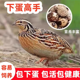 �g��������µ���ֳ�g���B�����̨��B���������S���g������