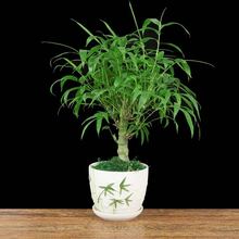 庭院绿植罗汉竹老桩盆景佛肚竹盆栽好养四季常青室内客厅矮化竹子