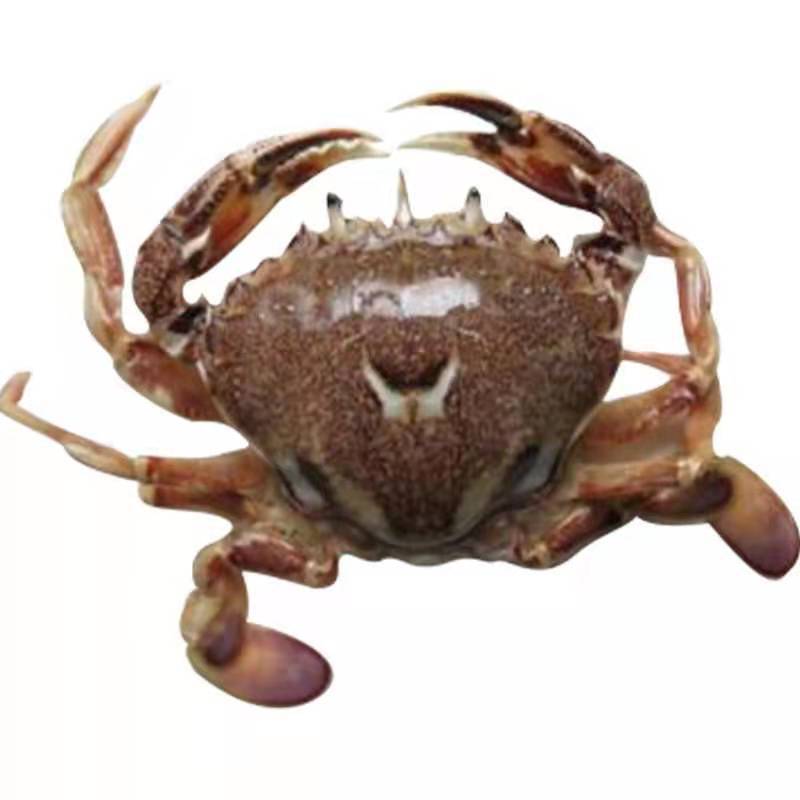 梭子蟹 蟹块美食节一口蟹 香辣蟹整只 肥满新鲜切块冷