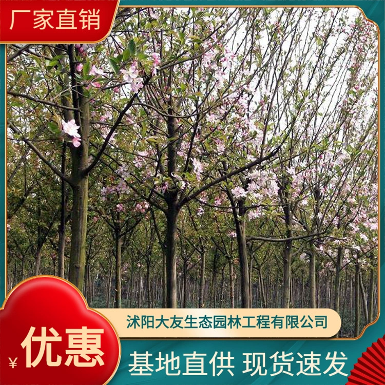 Поставка всех видов инженерного озеленения Xifu Begonia полные спецификации